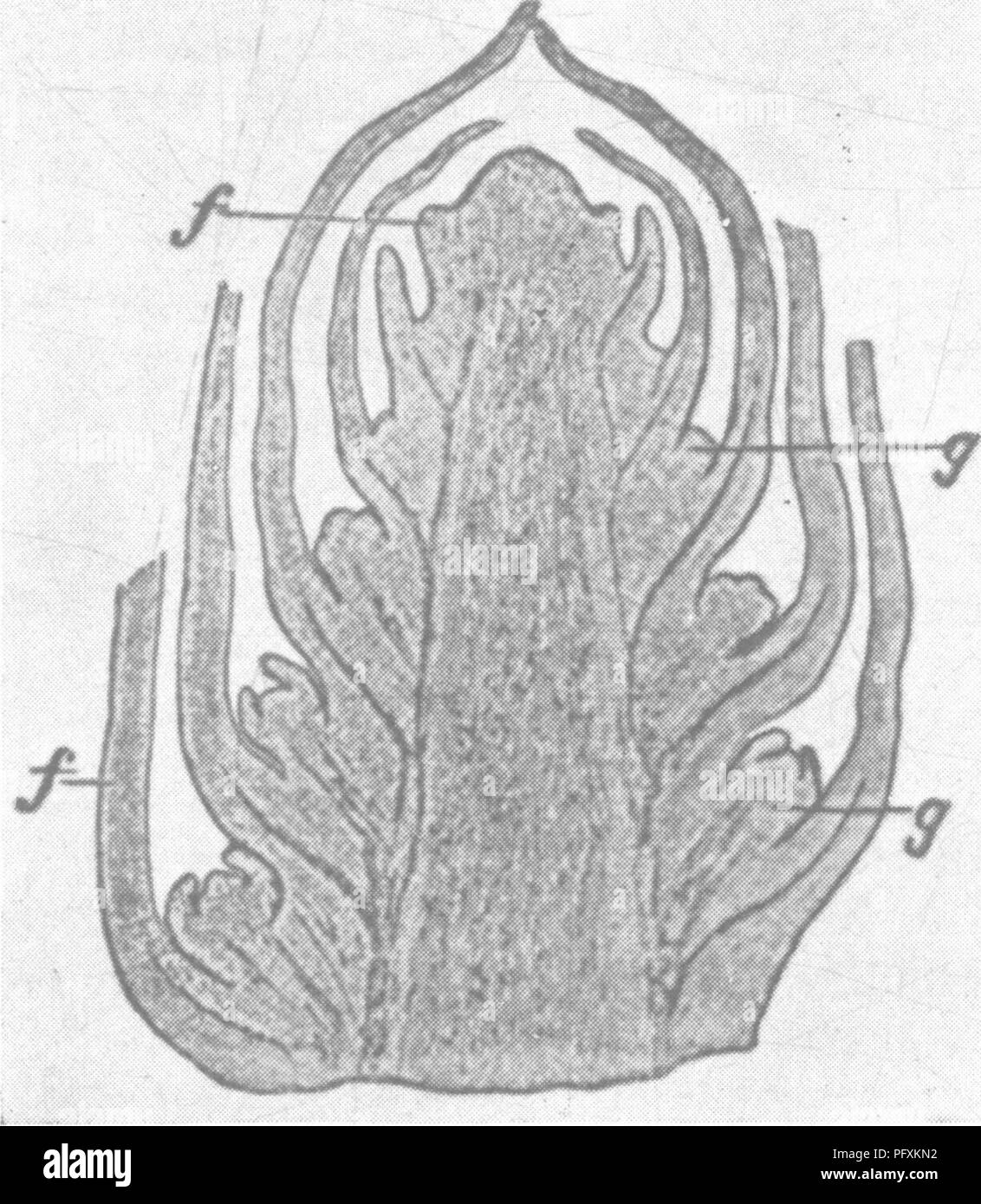 . The encyclopedia of practical horticulture; a reference system of commercial horticulture, covering the practical and scientific phases of horticulture, with special reference to fruits and vegetables;. Gardening; Fruit-culture; Vegetable gardening. APPLE DISEASES 481 times the branches on one side of the tree are healthy, while on the other side they are diseased. Invariably the dis- eased branches can be traced to diseased roots on the same side, unless the injury is above the ground. ;- On the high lands I sometimes found a lack of water. Under these conditions rosette could not have been Stock Photo