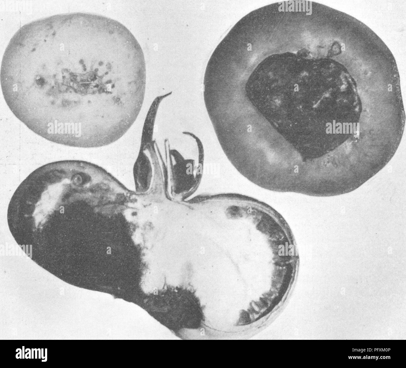 Blossom end rot disease Black and White Stock Photos & Images Alamy