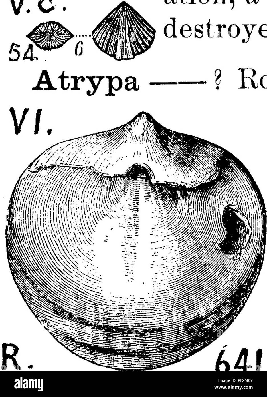 . A dictionary of the fossils of Pennsylvania and neighboring states named in the reports and catalogues of the survey ... Paleontology. 61 Atry. lection, (000.) One specimen {Atrypa prisca) of it, well preserved, got at 1200' beneath the surface, in boring the Co- burn well at Fredonia, was given to Mr. Carll, (Rt. Ill,p. 153). Atrypa rostrata. See Meristella rostrata. VIIIc. Atrypa rugosa. See Rhynchonella rugosa. F5. Atrypa scitula. See Meristella scitula. VIII a. Atrypa singularis. See Eatonia singularis. VI. Atrypa sordida. See Rhynchonella sordida. II c. Atrypa spinosa. See Atrypa aspera Stock Photo