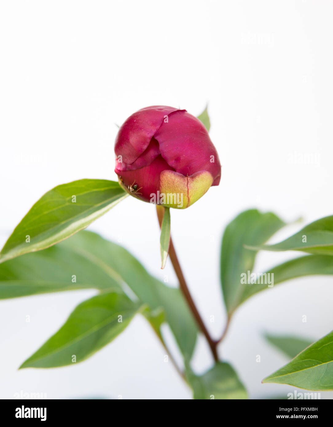 detail of peony flowers isolated over white background Stock Photo - Alamy