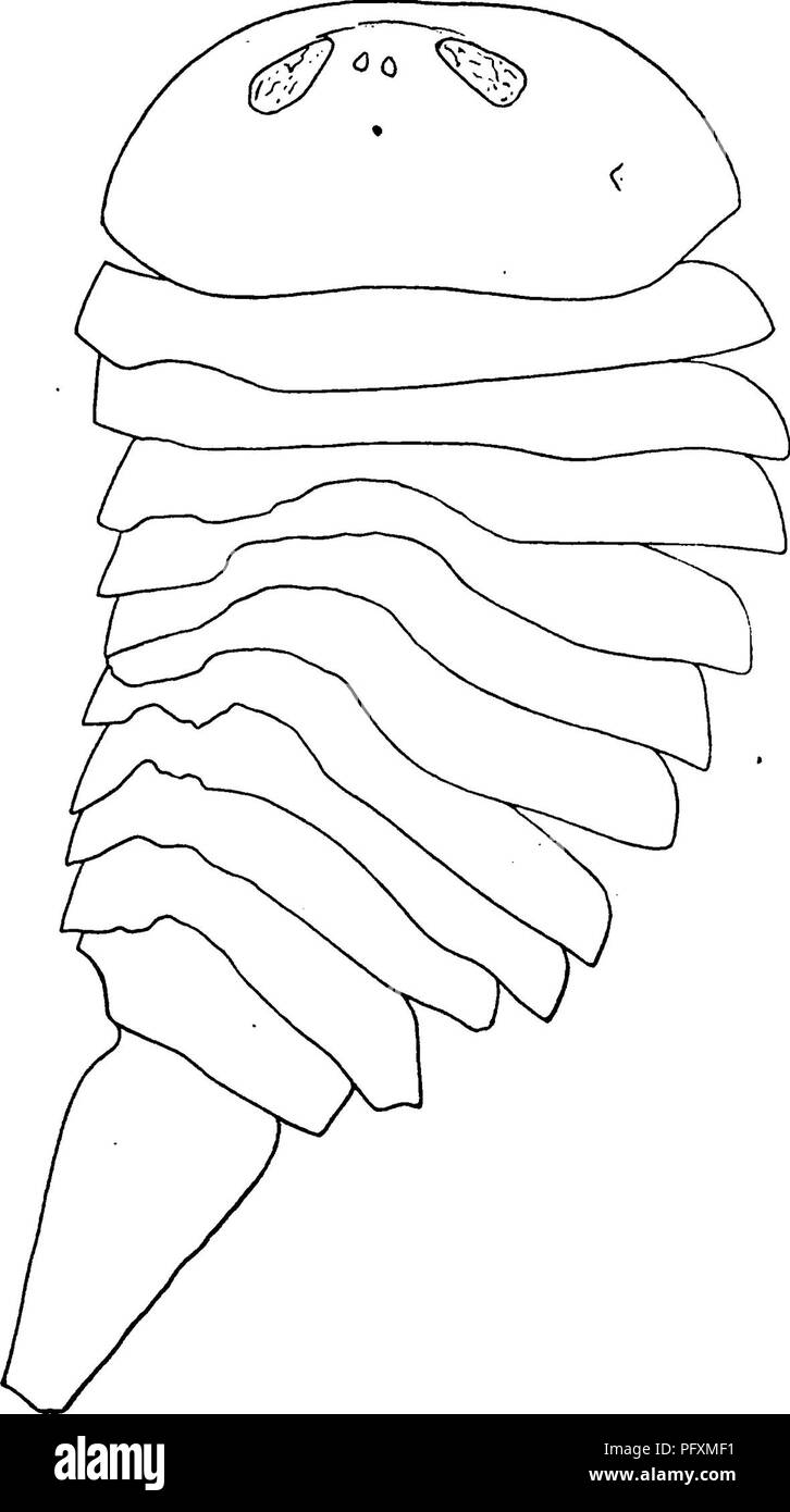 Strabops Proposed new species Black and White Stock Photos & Images - Alamy