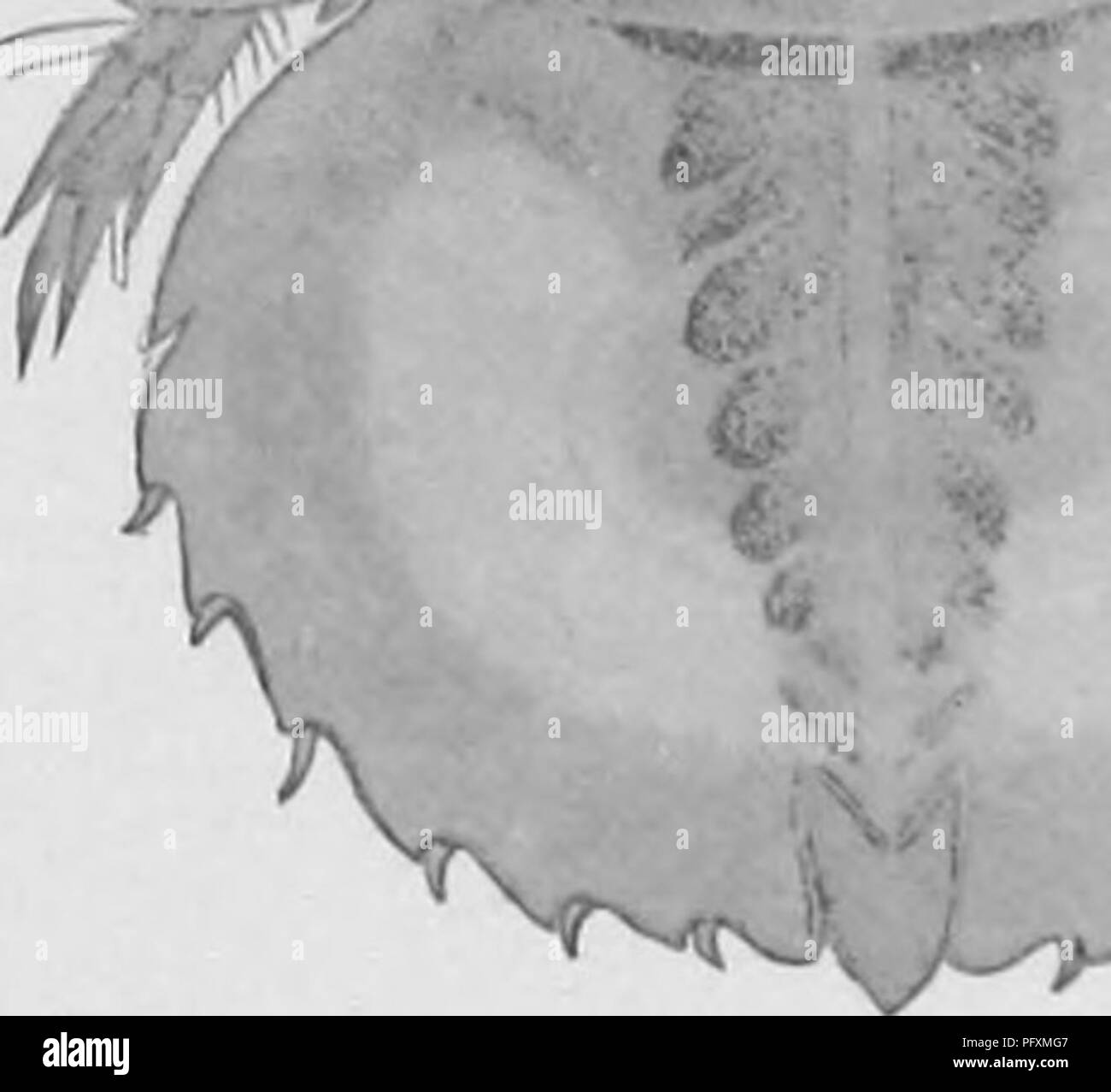 Developed longer legs hires stock photography and images Alamy