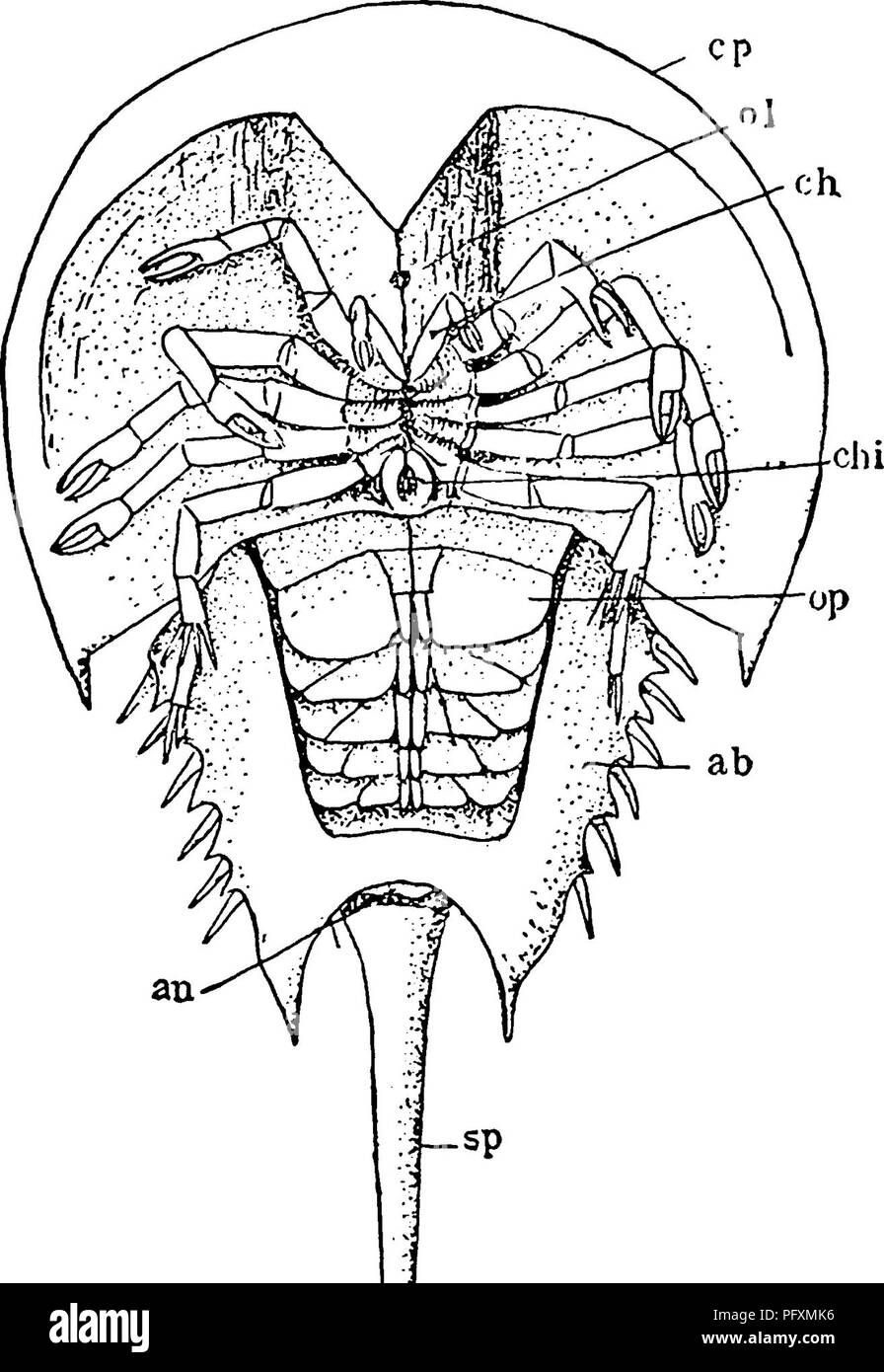 . The Eurypterida of New York. Eurypterida; Paleontology. THE EURYPTERIDA OF NEW YORK 43 the limbs of Limulus andtheeurypterids that are among the strongest proofs of their intimate relationship. The six pairs of limbs are currently divided into the preoral (the first) and postoral (the following five pairs). The preoral limbs are the chelicerae or mandibles, the postoral the walking, and burrowing or swimming legs. Be- sides these the mouth is surrounded by platelike appendages, functioning as lips. These are the epistoma, endostoma and metastoma. a The chelicerae in Limulus are small [see te Stock Photo