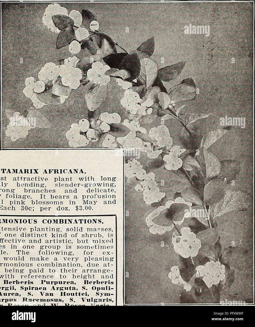 . Currie's farm and garden annual : spring 1914. Flowers Seeds Catalogs; Bulbs (Plants) Seeds Catalogs; Vegetables Seeds Catalogs; Nurseries (Horticulture) Catalogs; Plants, Ornamental Catalogs; Gardening Equipment and supplies Catalogs. TAMARIX AFRICANA. A most attractive plant with Ion gracefully bending, slender-growing, but strong- branches and delicate, feathery foliage. It bears a profusion of small pink blossoms in May and June. Each 30c; per doz. $3.00. HARMONIOUS COMBINATIONS. In extensive planting, solid masses, each of one distinct kind of shrub, is most effective and artistic, but  Stock Photo