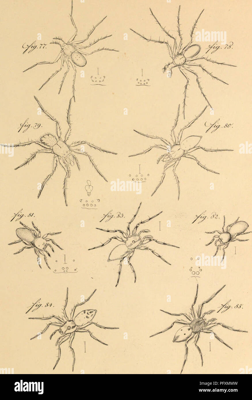 This paleontological work examines ancient organic remnants preserved ...
