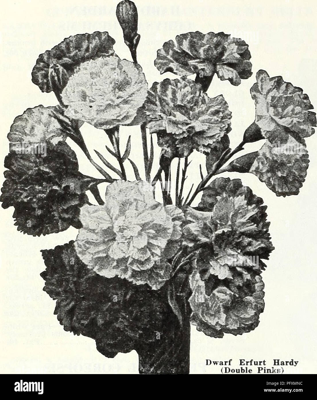 . Currie's garden annual : spring, 1935 60th year. Flowers Seeds Catalogs; Bulbs (Plants) Seeds Catalogs; Vegetables Seeds Catalogs; Nurseries (Horticulture) Catalogs; Plants, Ornamental Catalogs; Gardening Equipment and supplies Catalogs. Page 46 CIRRIE BROTHERS CO., MILWAUKEE, WIS.. DIANTHUS GARDEN PINKS These low-growing early-flowering hardy pinks are especially desirable for the edges of herbaceous borders, where they can remain undisturbed for many years. The flowers have a de- icious, spicy fragrance, fine for cutting. CAESIUS (Cheddar Pink)—Forms compact cushions of glaucous leaves and Stock Photo