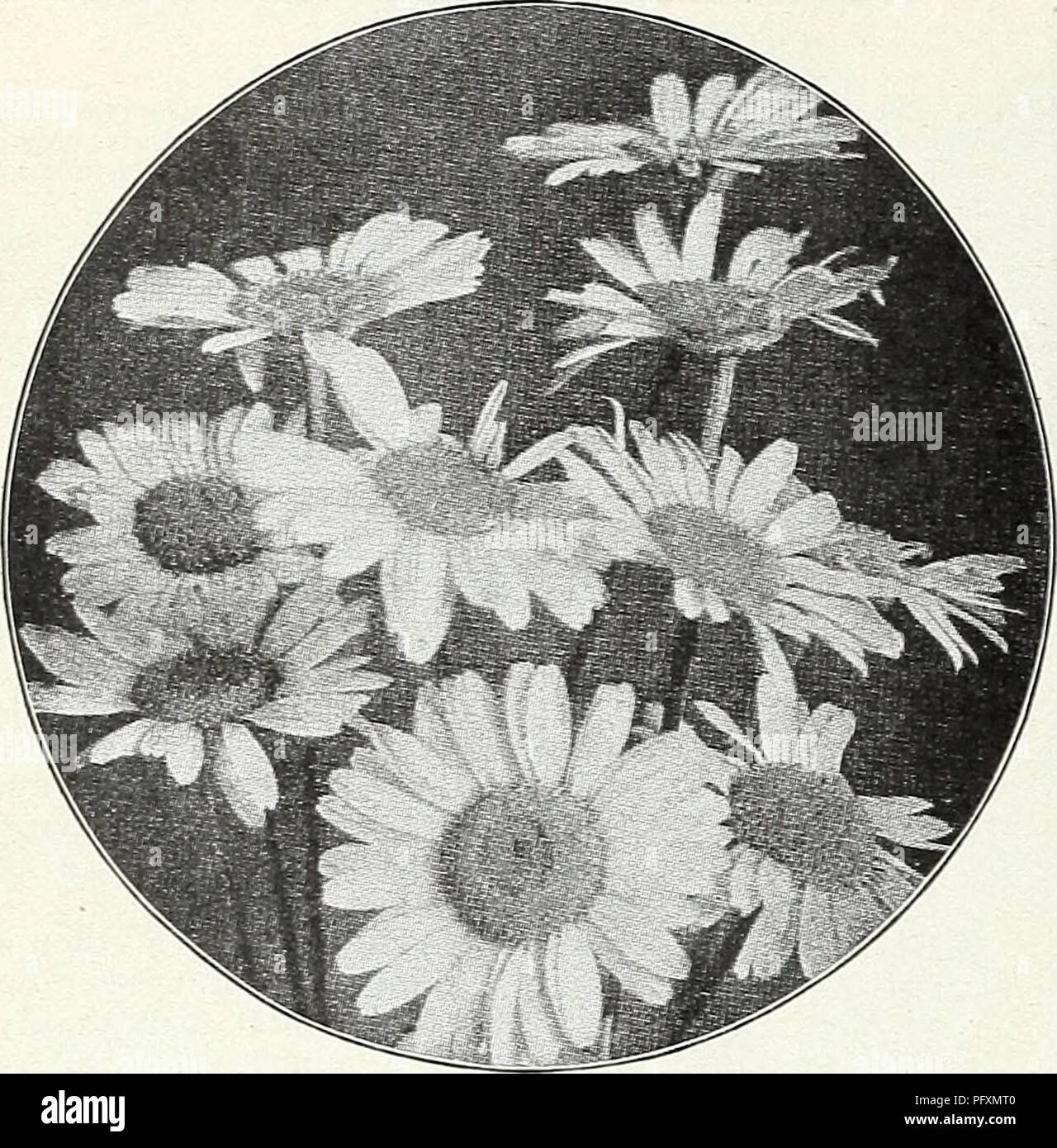 . Currie's garden annual : spring 1931 56th year. Flowers Seeds Catalogs; Bulbs (Plants) Seeds Catalogs; Vegetables Seeds Catalogs; Nurseries (Horticulture) Catalogs; Plants, Ornamental Catalogs; Gardening Equipment and supplies Catalogs. CURRIE BROTHERS CO. MILWAUKEE, WISCONSIN. ANCHUSA ITALICA Dropmore Variety—An early and effective border plant, bearing an abundance of rich gentian blue flowers, 4 feet. Price, each, 2Sc; per doz., $2.50. ANEMONE JAPONICA (Japanese Windflower) Valuable for cut flowers, blooming in fall. Alice—Large rosy-pink, lavender center. Queen Charlotte—Semi-double pink Stock Photo