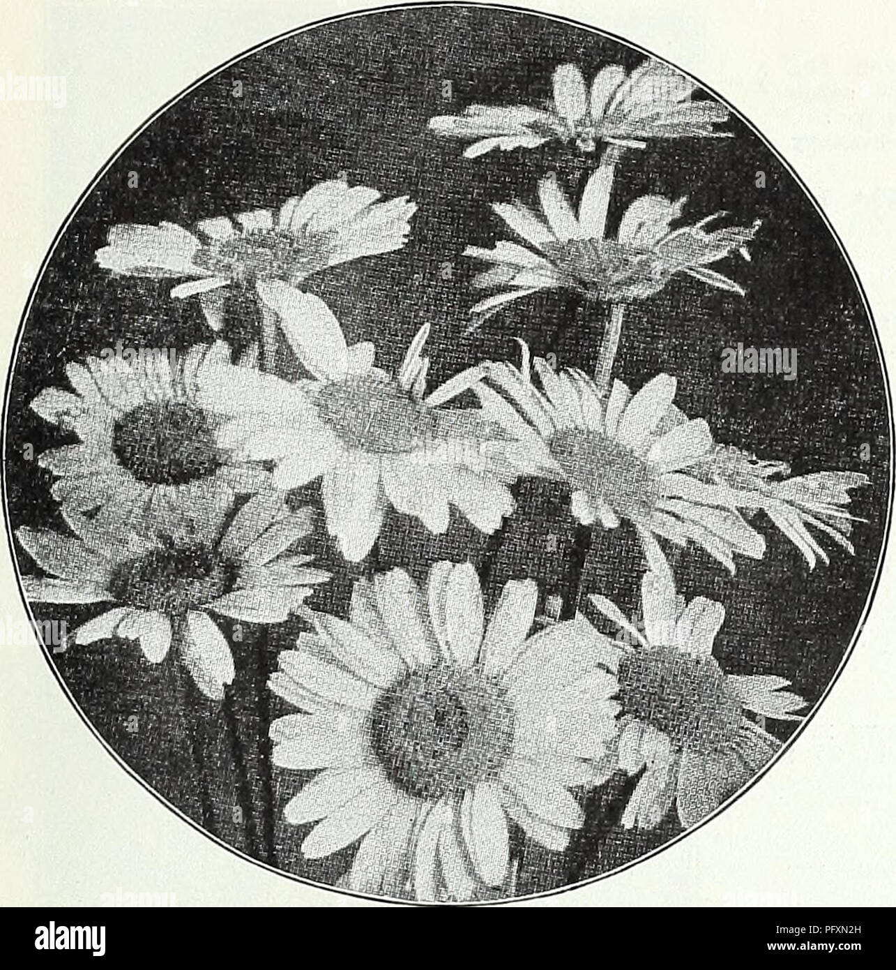 . Currie's garden annual : spring, 1935 60th year. Flowers Seeds Catalogs; Bulbs (Plants) Seeds Catalogs; Vegetables Seeds Catalogs; Nurseries (Horticulture) Catalogs; Plants, Ornamental Catalogs; Gardening Equipment and supplies Catalogs. CURRIE BROTHERS CO., MILWAUKEE, WIS Page 43. ARABIS (Rock Cress) ALPINA—A hardy perennial and one of the earliest and pretti- est spring flowers. The spreading tufts are covered with a sheet of pure white flowers as soon as the snow disappears. Unequalled for rockeries or edging ; withstands the drought, and is always neat. 6 inches. Plants, price, each, 25c Stock Photo