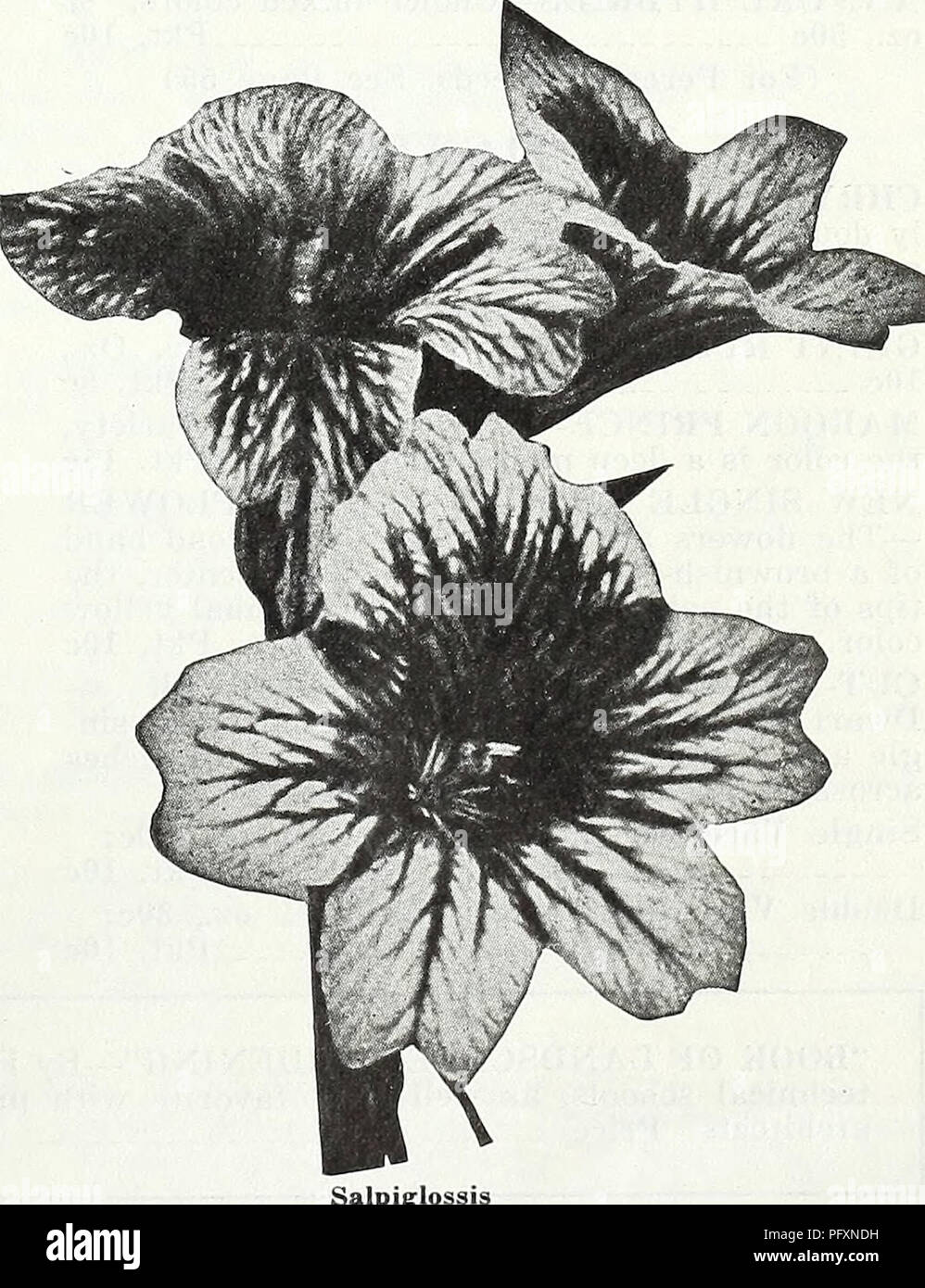 . Currie's garden annual : spring, 1935 60th year. Flowers Seeds Catalogs; Bulbs (Plants) Seeds Catalogs; Vegetables Seeds Catalogs; Nurseries (Horticulture) Catalogs; Plants, Ornamental Catalogs; Gardening Equipment and supplies Catalogs. ^ [;abiosa (Azure Fairy) SILENE (Catchfly) PENDULA COMPACTA—Dwarf, hardy annual, bearing pretty, pink flowers freely; 6 inches. Pkt. 10c (For Perennial Seeds, See Page 53). Please note that these images are extracted from scanned page images that may have been digitally enhanced for readability - coloration and appearance of these illustrations may not perf Stock Photo