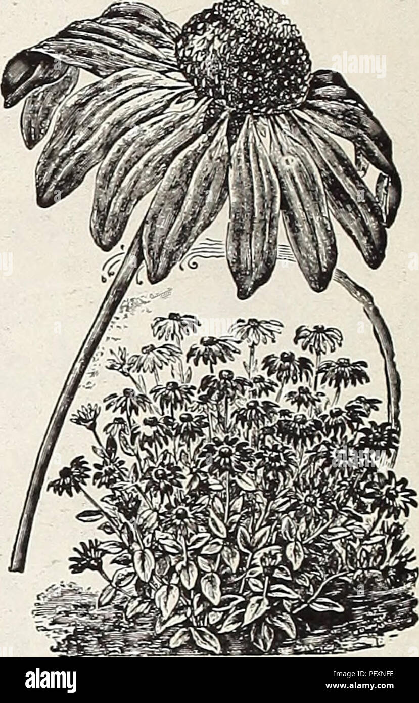 . Currie's farm and garden annual : spring 1914. Flowers Seeds Catalogs; Bulbs (Plants) Seeds Catalogs; Vegetables Seeds Catalogs; Nurseries (Horticulture) Catalogs; Plants, Ornamental Catalogs; Gardening Equipment and supplies Catalogs. RUDBECKIA. Cone Flower. This class of plants is considered quite indispensible in the her- baceous or shrubbery border. All the varieties are very showy and exceedingly effective. R. &quot;Golden Glow&quot;—Very popular and fully merits the praise bestowed upon it. The plant is strong- and bears long, strong-stemmed, very large and very double golden-yellow fl Stock Photo