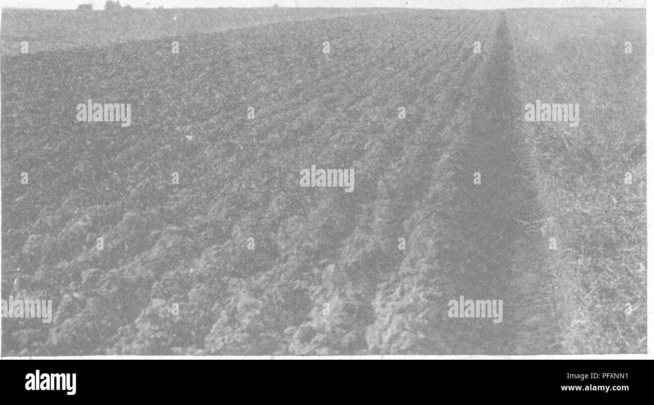 . Productive soils; the fundamentals of successful soil management and profitable crop production. Soils. Fig. 70.—The parts of a plow: a; moldboard; h, share; c, point; d, shin; e, handles; /, beam; g, brace rods; h, standard; i, landside; j, jointer; k, gauge wheel; Z, bridle; m, beam clevis; n, hitch clevis; o, clamp; p, heel.. Fia. 71.—First prize stubble plowing. Plowing Sod.—The only way to turn a prairie sod, or any old, tough, grass sod, is to use a prairie-breaker type of plow (Figs. 72 and 79). This type is built with an easy-turning moldboard which turns the furrow slice over flat,  Stock Photo