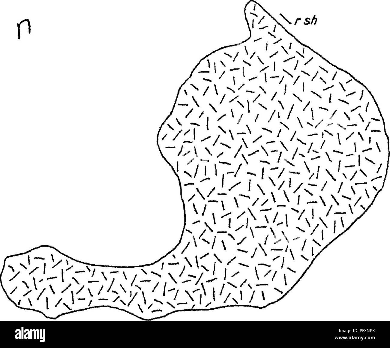 Myo O High Resolution Stock Photography And Images Alamy