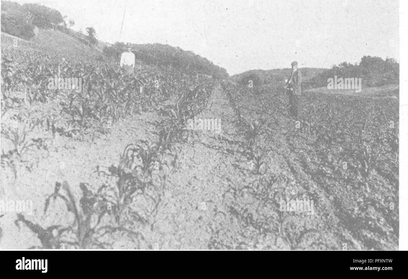 Soil organisms Black and White Stock Photos & Images - Alamy