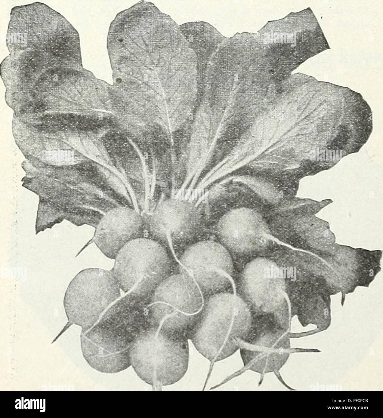 . Currie's garden annual : spring 1931 56th year. Flowers Seeds Catalogs; Bulbs (Plants) Seeds Catalogs; Vegetables Seeds Catalogs; Nurseries (Horticulture) Catalogs; Plants, Ornamental Catalogs; Gardening Equipment and supplies Catalogs. RADISH Scarlet Globe Radish CRIMSON GIANT—Grows rapidly to a very large size and is very attractive in ap- pearance. The skin is bright crimson, flesh white and tender, with no tendency to become pithy or hollow. Pkt., lOc; oz., 15c; % lb., 40c; 1 lb., 85c. WHITE TIPPED SCARLET TURNIP (Rosy Gem)—A popular early variety. Pkt., 10c; oz., 15c; J4 lb., 35c; 1 lb. Stock Photo
