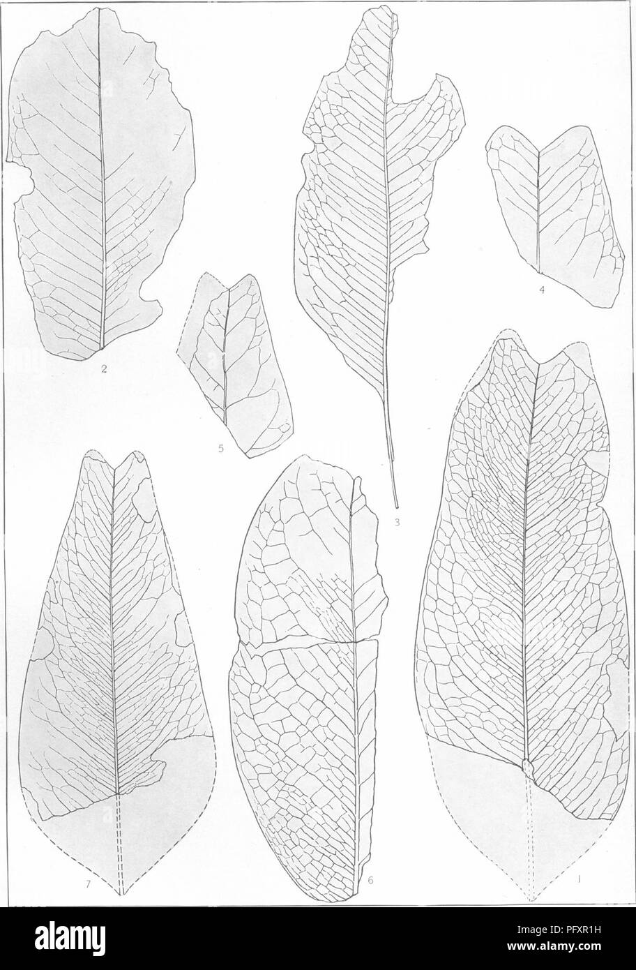 . The Cretaceous flora of southern New York and New England. Paleobotany; Paleobotany; Paleobotany. U. S. GEOLOGICAL SURVEY MONOGRAPH L PL. XXII. CRETACEOUS FLORA.. Please note that these images are extracted from scanned page images that may have been digitally enhanced for readability - coloration and appearance of these illustrations may not perfectly resemble the original work.. Hollick, Charles Arthur, 1857-1933. Washington, Govt. Print. Off. Stock Photo