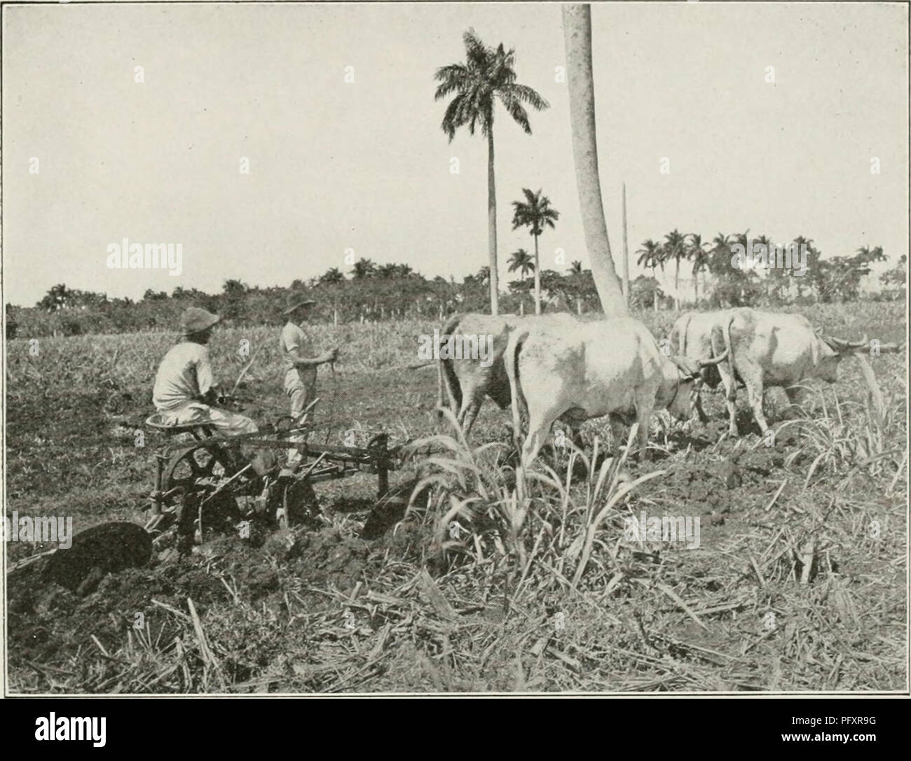The Cuba Review Cuba Periodicals The Cuba Review 19 Ploughing In The Cuba Review Cuba Periodicals The Cuba Review 19 Ploughing In