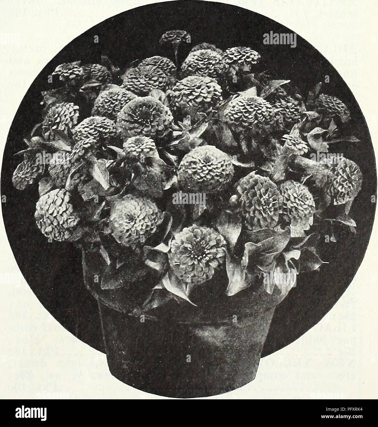 . Currie's garden annual : spring, 1935 60th year. Flowers Seeds Catalogs; Bulbs (Plants) Seeds Catalogs; Vegetables Seeds Catalogs; Nurseries (Horticulture) Catalogs; Plants, Ornamental Catalogs; Gardening Equipment and supplies Catalogs. Zinnia Fantasy Mixture SAINTPAULIA—^/rican Violet lONANTHA—A splendid pot-plant of easy culture, producing a great profusion of deep blue flowers set against dark green, Gloxinia-like foliage. Blooms continuously and resembles a giant violet in many ways. Pkt., 50c.. Zinnia Lilliput Tom Thumb Mixture. Please note that these images are extracted from scanned  Stock Photo