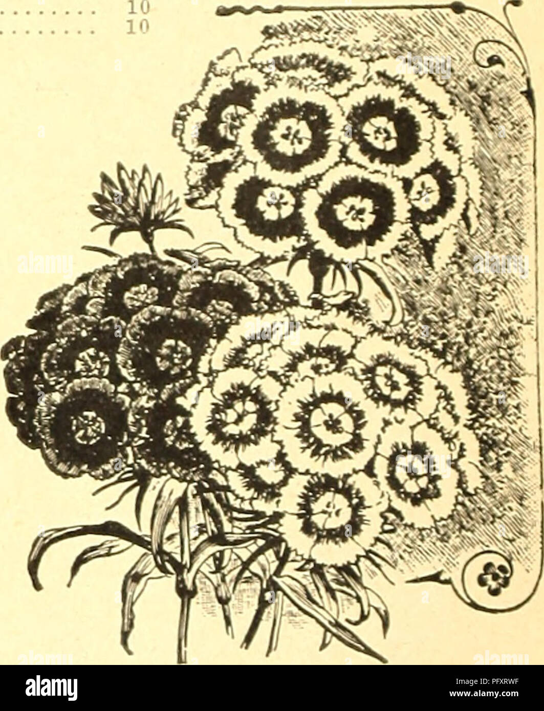 . Currie's farm and garden annual : spring 1926. Flowers Seeds Catalogs; Bulbs (Plants) Seeds Catalogs; Vegetables Seeds Catalogs; Nurseries (Horticulture) Catalogs; Plants, Ornamental Catalogs; Gardening Equipment and supplies Catalogs. Scabiosa or Mourning Bride. SCABIOSA. Slourning Bride or Sweet Seabiosus. Very desirable plants, producing very pretty flowers of many colors In great profusion. Good for cutting for vases, etc. H. A. Pkt. DÂ«arf DoubleâFlowers very double and globular. ^ oz. 25c 10 Leviutluio MixedâLarge and beautiful double flowers: tall growing. % oz. 25c. 10 PERE.N.MAL SCA Stock Photo