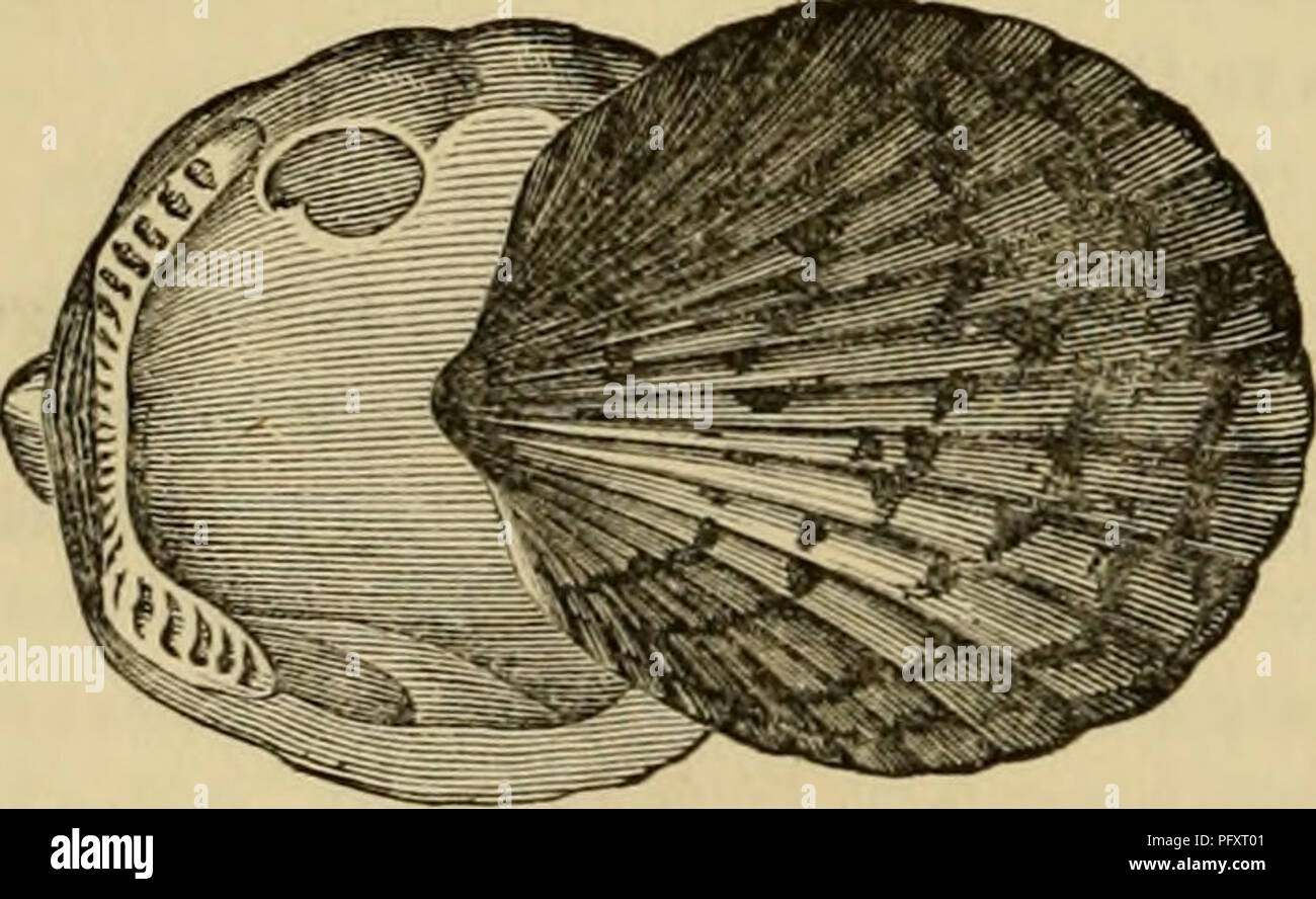 Cuvier's *Animal Kingdom* categorizes animals based on their anatomical ...