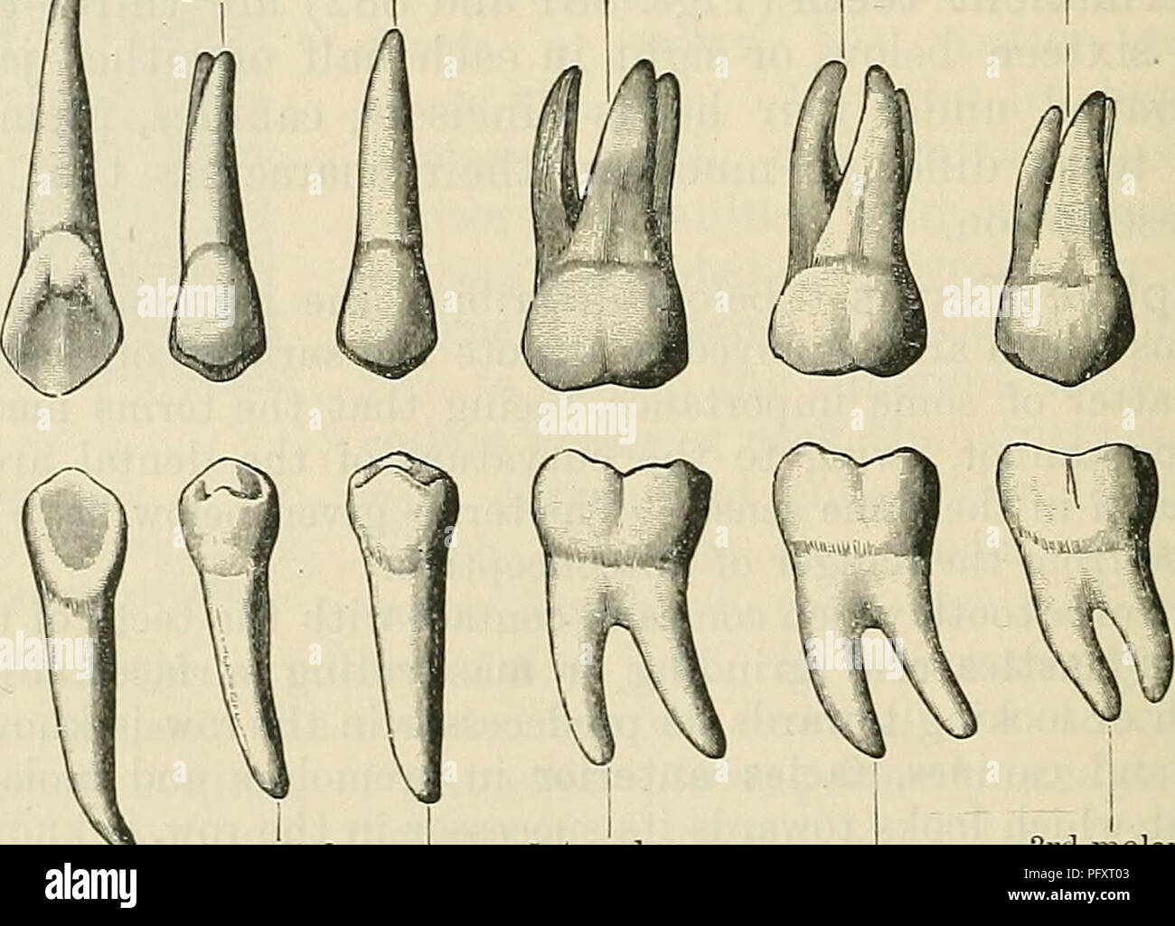 . Cunningham's Text-book of anatomy. Anatomy. Lateral incisor [• 1st premolar 1st molar | 3rd molar Central incisor Canine • 2nd premolar 2nd molar Fig. 882.—The Permanent Teeth of the Right Side, Lingual Aspect. The upper row shows the upper teeth, the lower row the lower teeth. The cingulum is distinct on the upper incisors and both canines, the lingual tubercle on the upper lateral incisor and the upper canine. the lateral angle of the crown is more rounded than the medial. The concave lingual surface of the crown in the upper incisors is usually limited towards the gum by a A-shaped ridge  Stock Photo