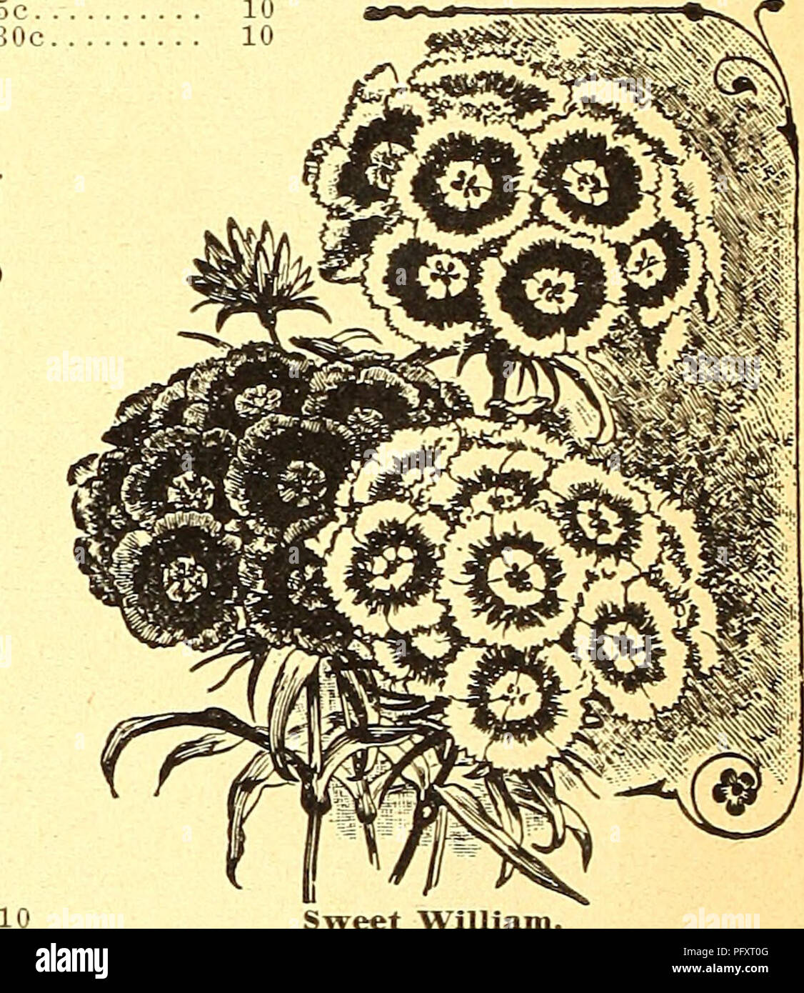 . Currie's farm and garden annual : spring 1925 50th year. Flowers Seeds Catalogs; Bulbs (Plants) Seeds Catalogs; Vegetables Seeds Catalogs; Nurseries (Horticulture) Catalogs; Plants, Ornamental Catalogs; Gardening Equipment and supplies Catalogs. (' SCABIOSA. Mourning Bride or S^Teet Scabiosus. Very desirable plants, producing very pretty flowers of many colors in great profusion. Good for cutting for vases, etc. H. A. Pkt. Dwarf DoubleâFlowers very double and globular. % oz. 25c 10 Leviatlxan MixedâLarge and beautiful double flowers; tall growing. % oz. 25c. 10 PERE&gt;]MAL SCABIOUiS. Caucas Stock Photo