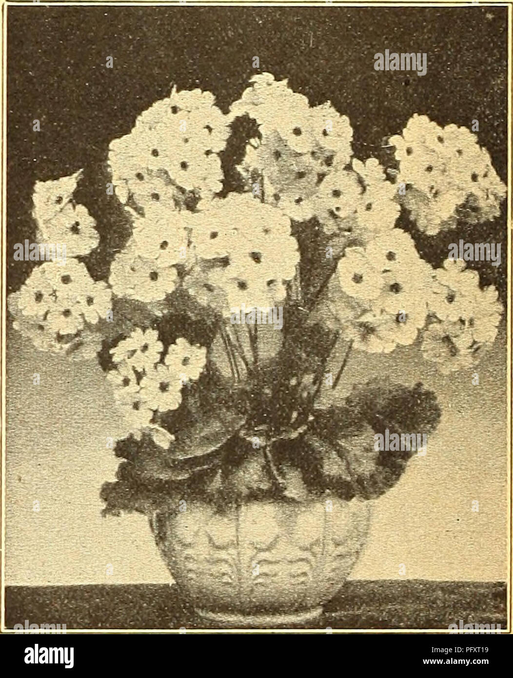 . Currie's farm and garden annual : spring 1925 50th year. Flowers Seeds Catalogs; Bulbs (Plants) Seeds Catalogs; Vegetables Seeds Catalogs; Nurseries (Horticulture) Catalogs; Plants, Ornamental Catalogs; Gardening Equipment and supplies Catalogs. Giant Fringed Primula. STAR PRITUULA. A grand house plant of the easiest cultivation. The dark red foliage and flower stems form a very pleas- ing contrast to the star-shaped flowers, which are pro- duced very freelv and are of long- duration. Pkt. Choice Mixed Colors 15 PRIMUIiA KEWENSIS. A very fragrant, soft yellow variety of the Ever-bloorning ty Stock Photo
