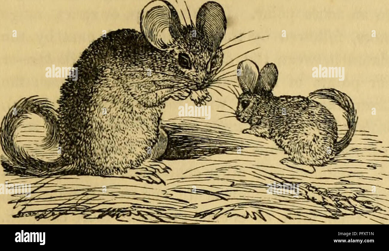 Cuvier's animal kingdom : arranged according to its organization. Animals.  RODENTIA. 121. One species only is well determined, the Chin- chilla of the  furriers {Ch. htnigera, Ben.), cele- brated for the