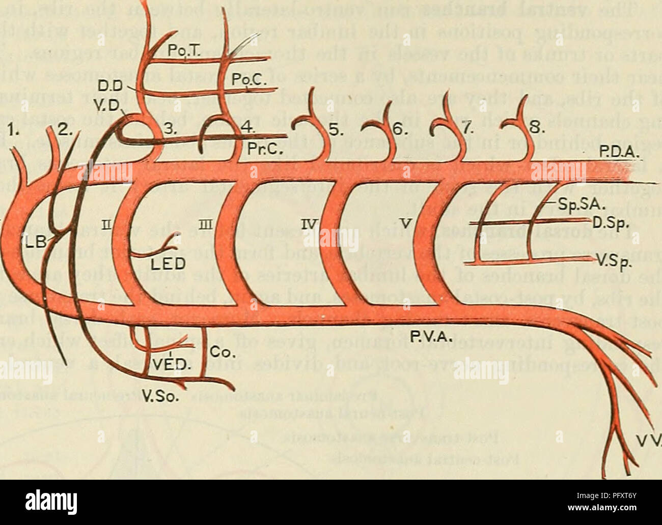 . Cunningham's Text-book of anatomy. Anatomy. THE SEGMENTAL AETEEIES AND THEIE ANASTOMOSES. 1043 So.SA. 'V 4 *V 4 The segmental arteries and veins form a series of bilaterally symmetrical vessels, each of which is united to the vessels of adjacent segments by intersegmental channels, which anastomose with one another, through the portions of the segmental vessels which they connect together, and thus form longi- tudinal trunks. The longitudinal trunks are mainly, though not exclusively, in- tersegmental. From them the main stem vessels of the indi- vidual are formed, and from or to these latte Stock Photo