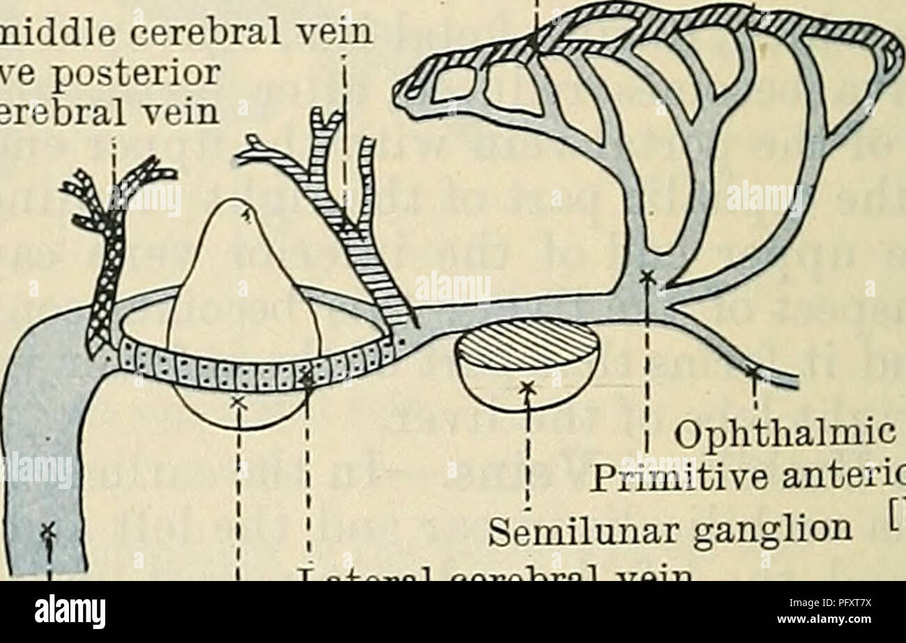 . Cunningham's Text-book of anatomy. Anatomy. Longitudinal anastomosis between branches of primitive anterior cerebral vein Primitive middle cerebral vein Primitive posterior cerebral vein. Ophthalmic vein Primitive anterior cere- Semilunar ganglion [bral vein Lateral cerebral vein 1 Otic vesicle Anterior cardinal vein Anterior cardinal vein A B Fig. 835.—Schema of the Development of the Primitive Cerebral Vein and the Cranial Blood Sinuses. A, dorsal view ; B, side view. Stage n. (After Mall, modified.) The intra-cranial portion of each anterior cardinal vein is called the vena capitis medial Stock Photo
