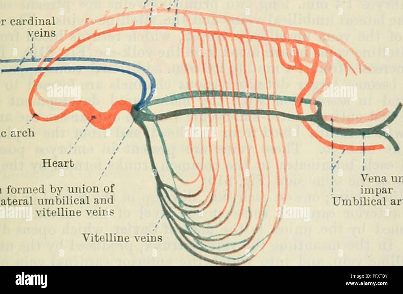 . Cunningham's Text-book of anatomy. Anatomy. 1st aortic arch Common ...