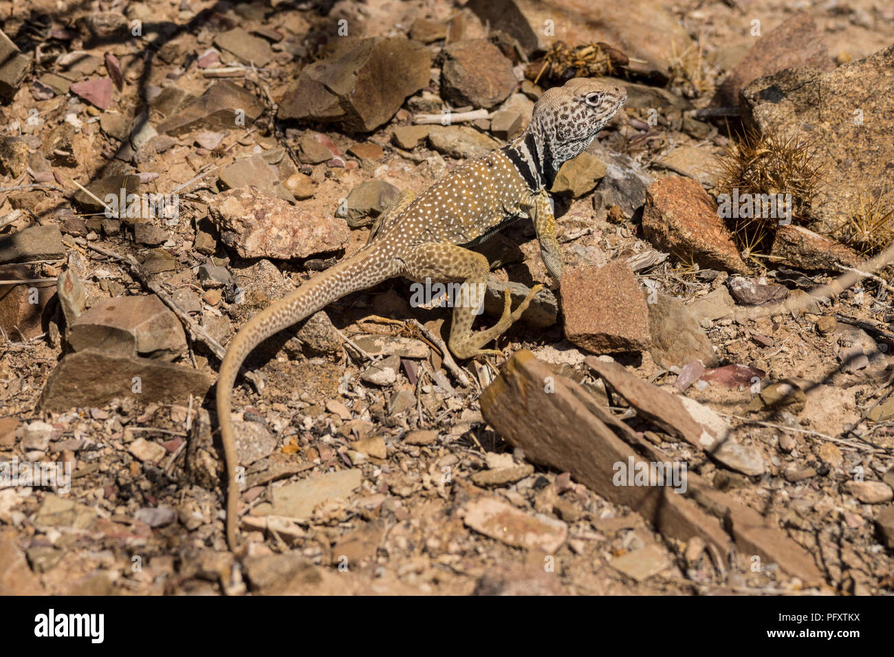 Collard Lizard attacking and eating a smaller lizard Stock Photo Alamy