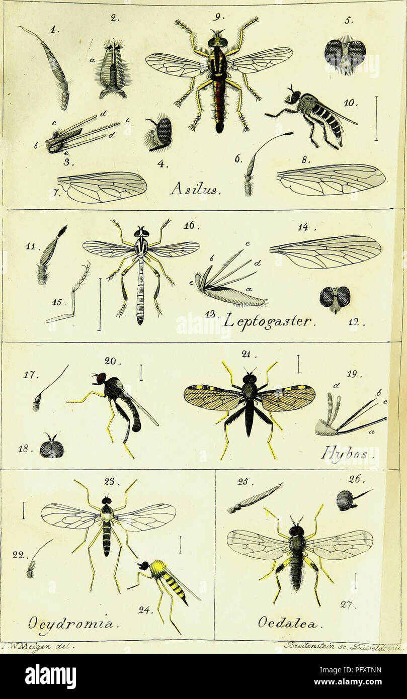 . Systematische Beschreibung der bekannten europa?ischen zweiflu?geligen Insekten. Diptera; Insects. Ta6.2i.. Please note that these images are extracted from scanned page images that may have been digitally enhanced for readability - coloration and appearance of these illustrations may not perfectly resemble the original work.. Meigen, Johann Wilhelm, 1764-1845; Loew, Hermann, 1807-1879. Aachen, F. W. Forstmann Stock Photo