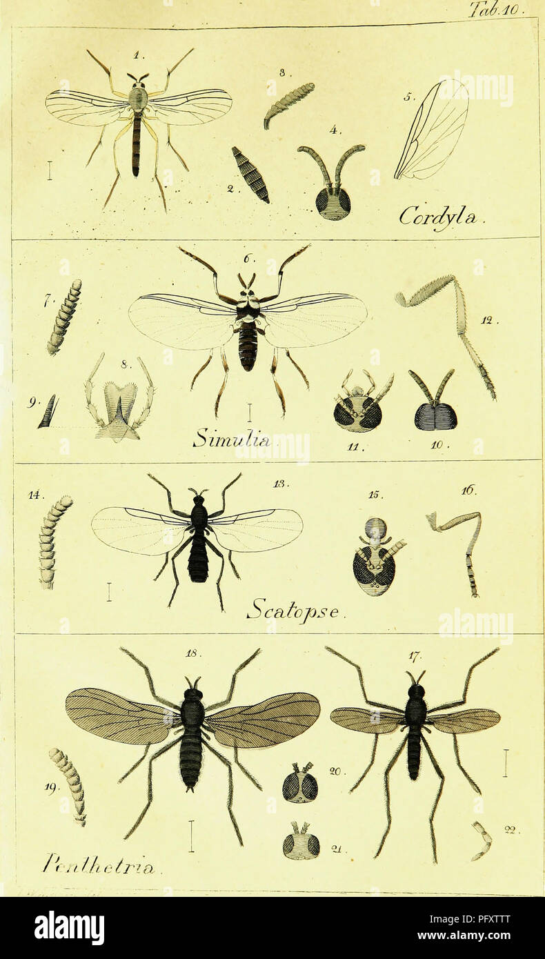 Vector Study Incects This work provides a systematic description of European two-winged ...