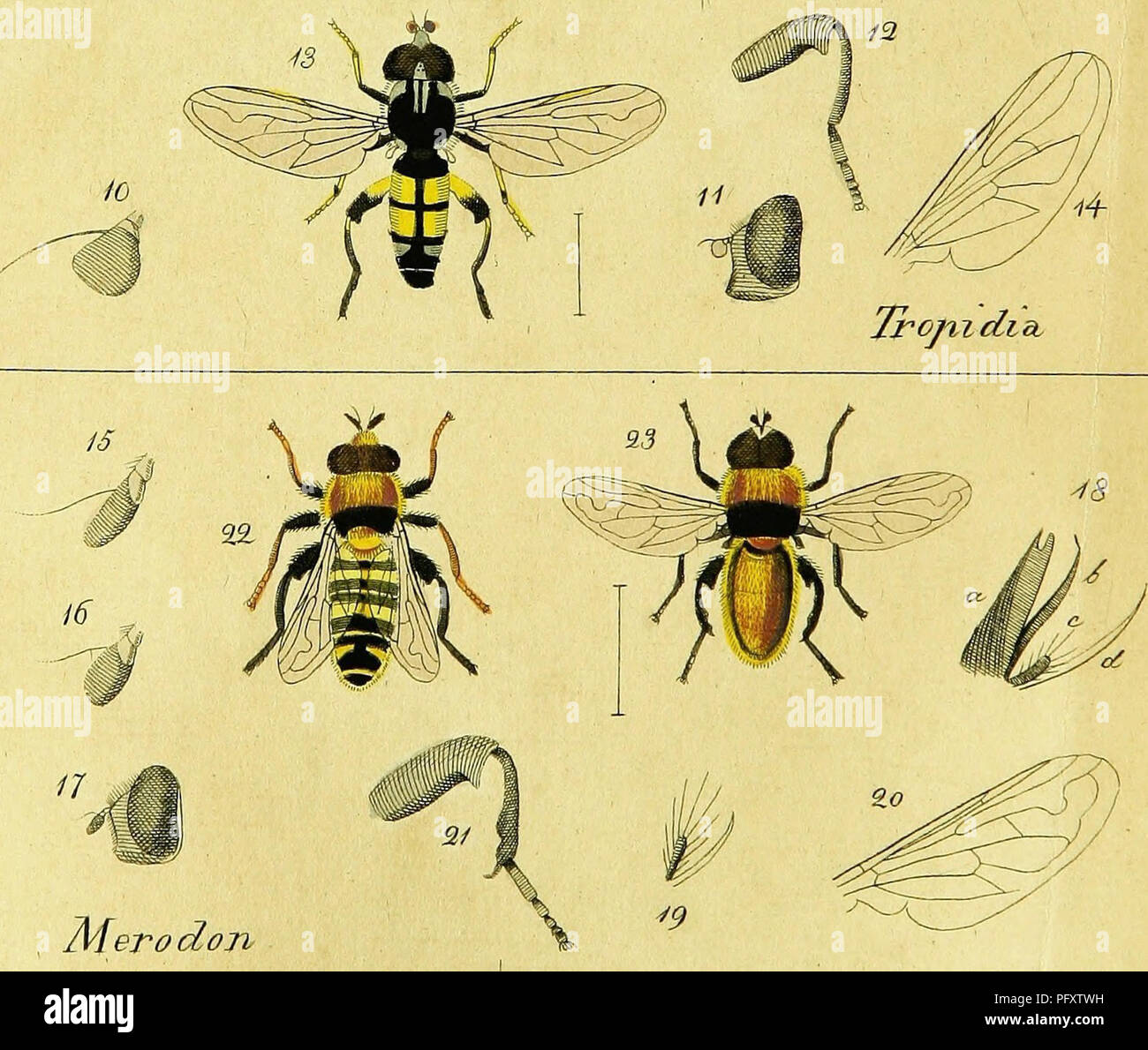 This text provides a systematic description of European dipteran ...