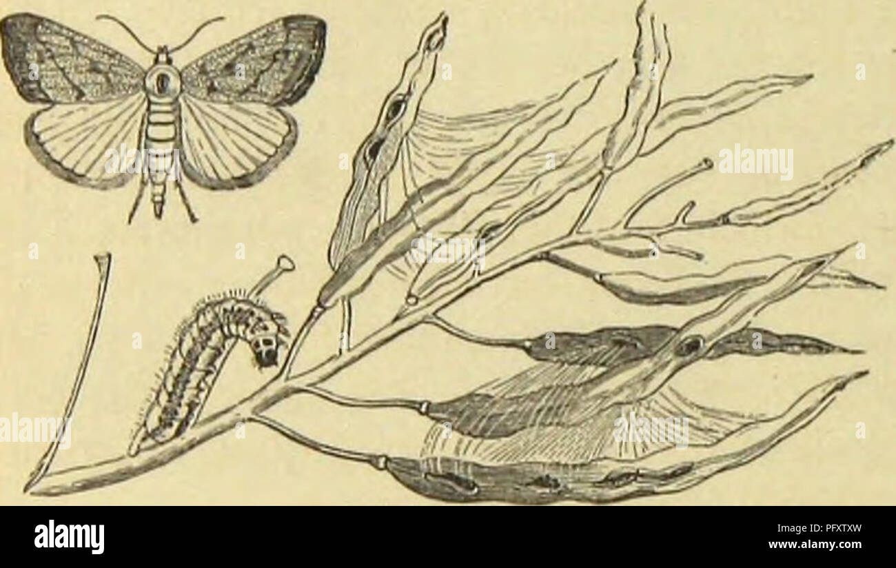 Rods Insect This work explores various insect species, millipedes, and spiders ...