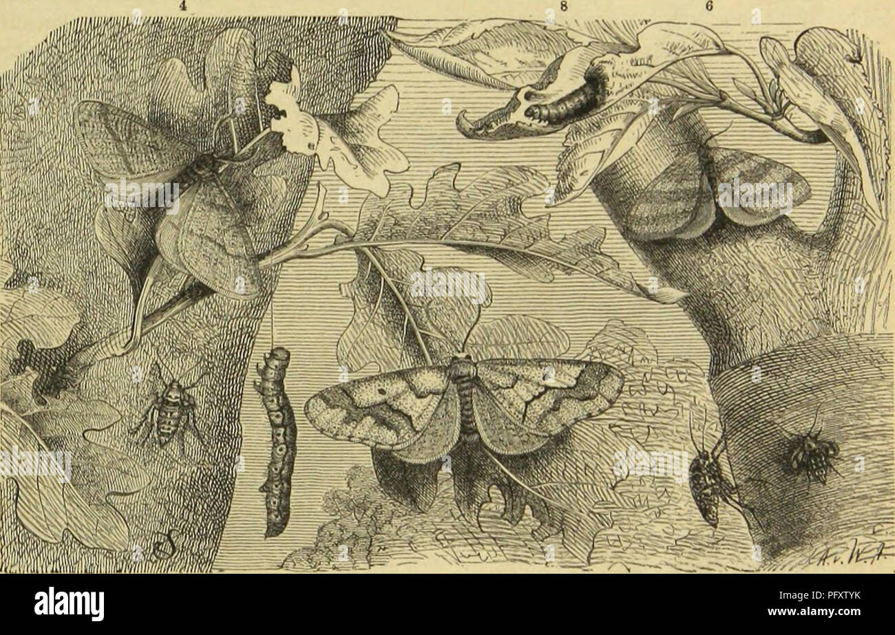 This work covers the study of insects, millipedes, and spiders, with ...