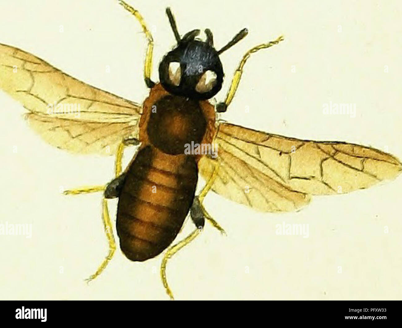 This illustration from 'The Natural History of British Insects' by ...