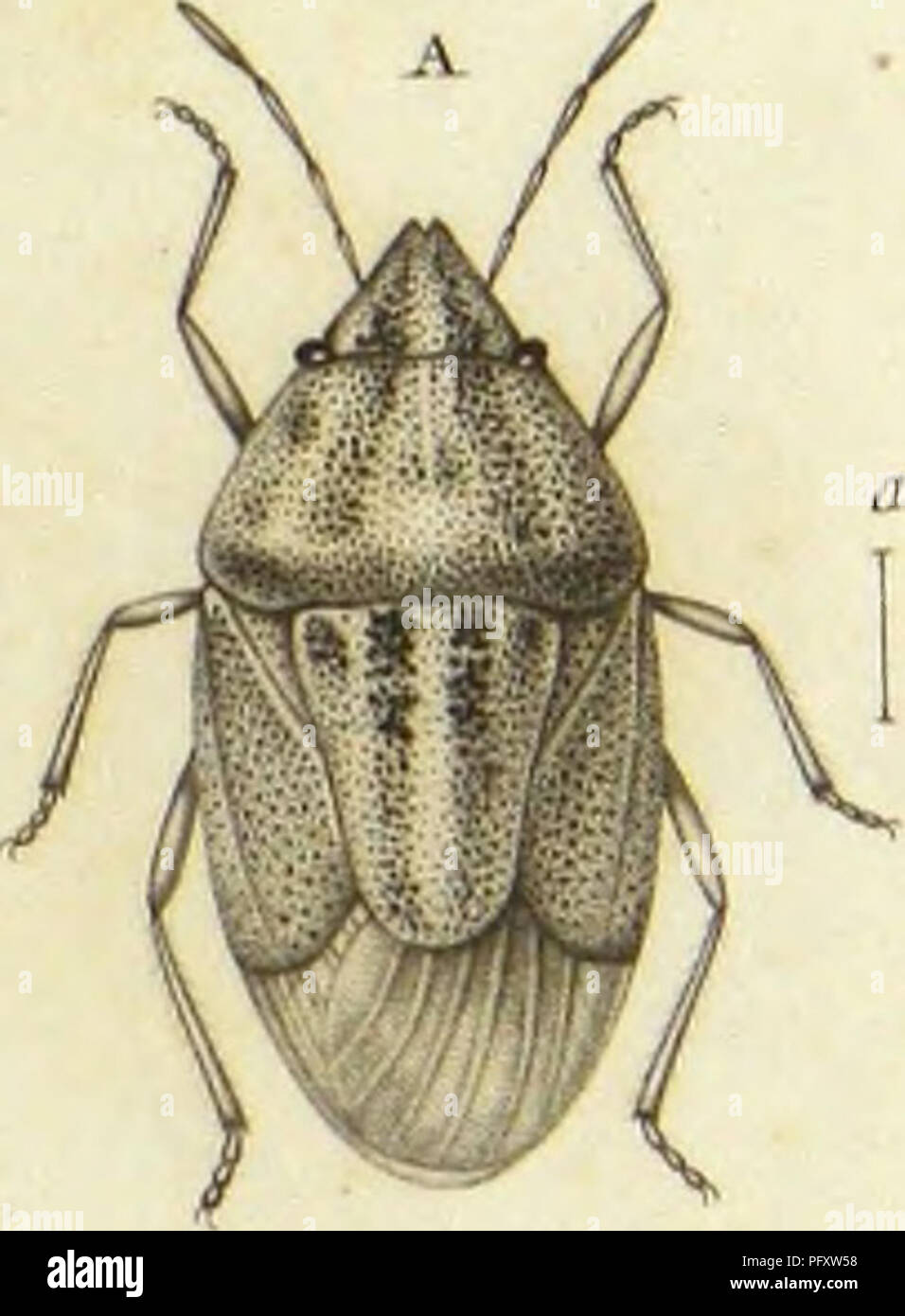 Naples Insects This work provides a detailed study of *Cimicum* species from the ...