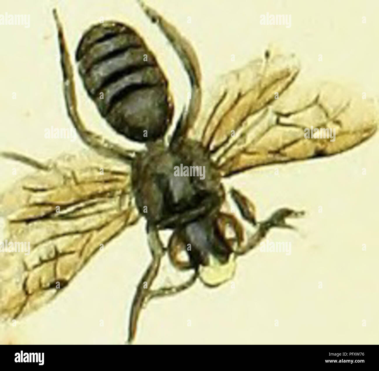 This image features a detailed illustration from the natural history of ...