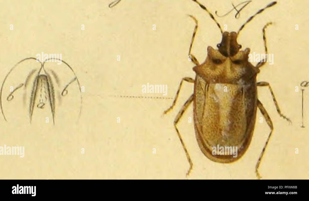 Naples Insects This entomological work by Achille Costa focuses on the species of ...