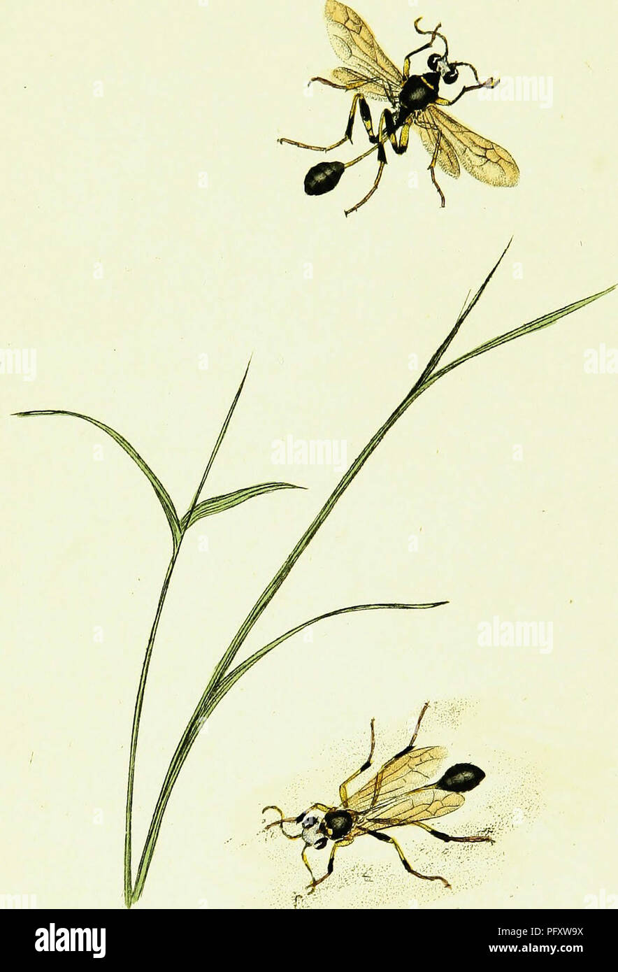 Britishcommenn Inspring Insects A comprehensive guide on the life cycle of British insects, detailing ...