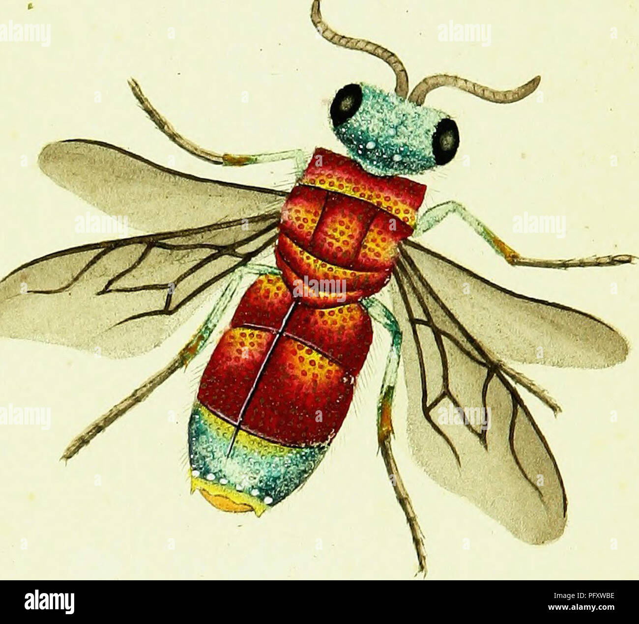 A detailed study of British insects across their various life stages ...