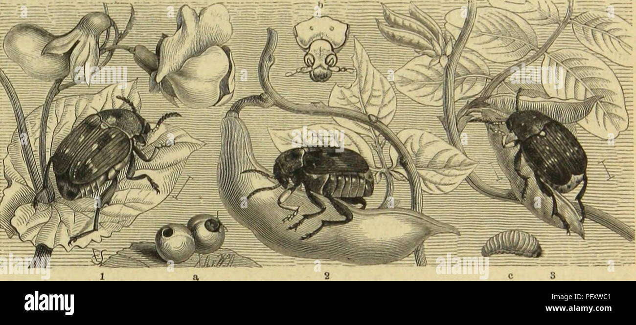 Artropode Insectes This image showcases a variety of insects, millipedes, and spiders ...