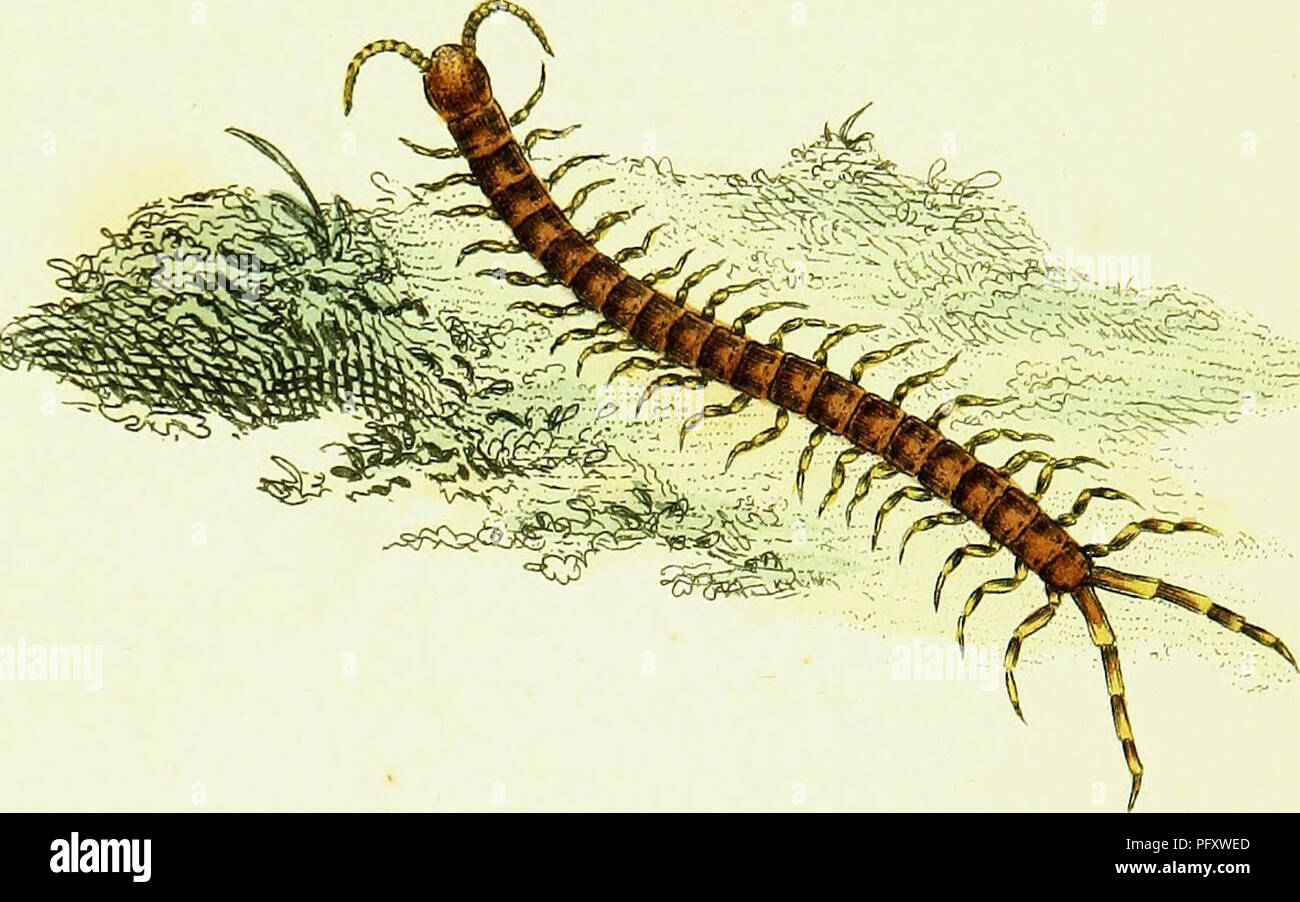 This work on British insects provides detailed descriptions of various ...