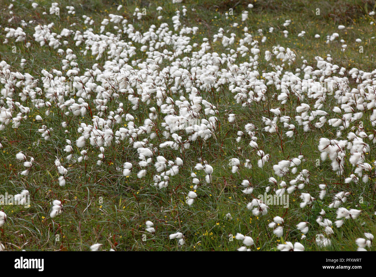 Bog cotton, also known as common cottongrass, on Duncansby Head