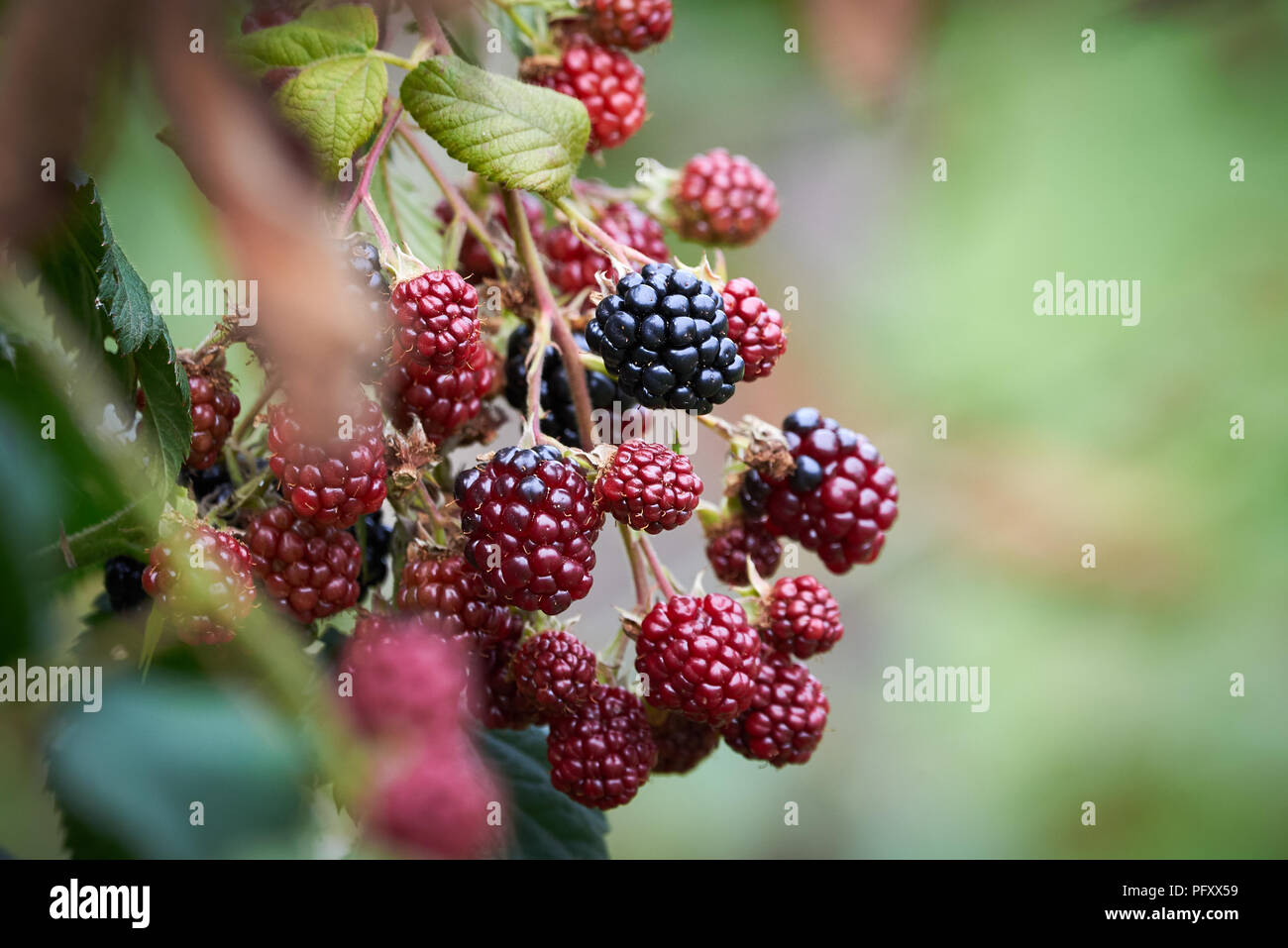 Blackberry growing on plant Stock Photo Alamy