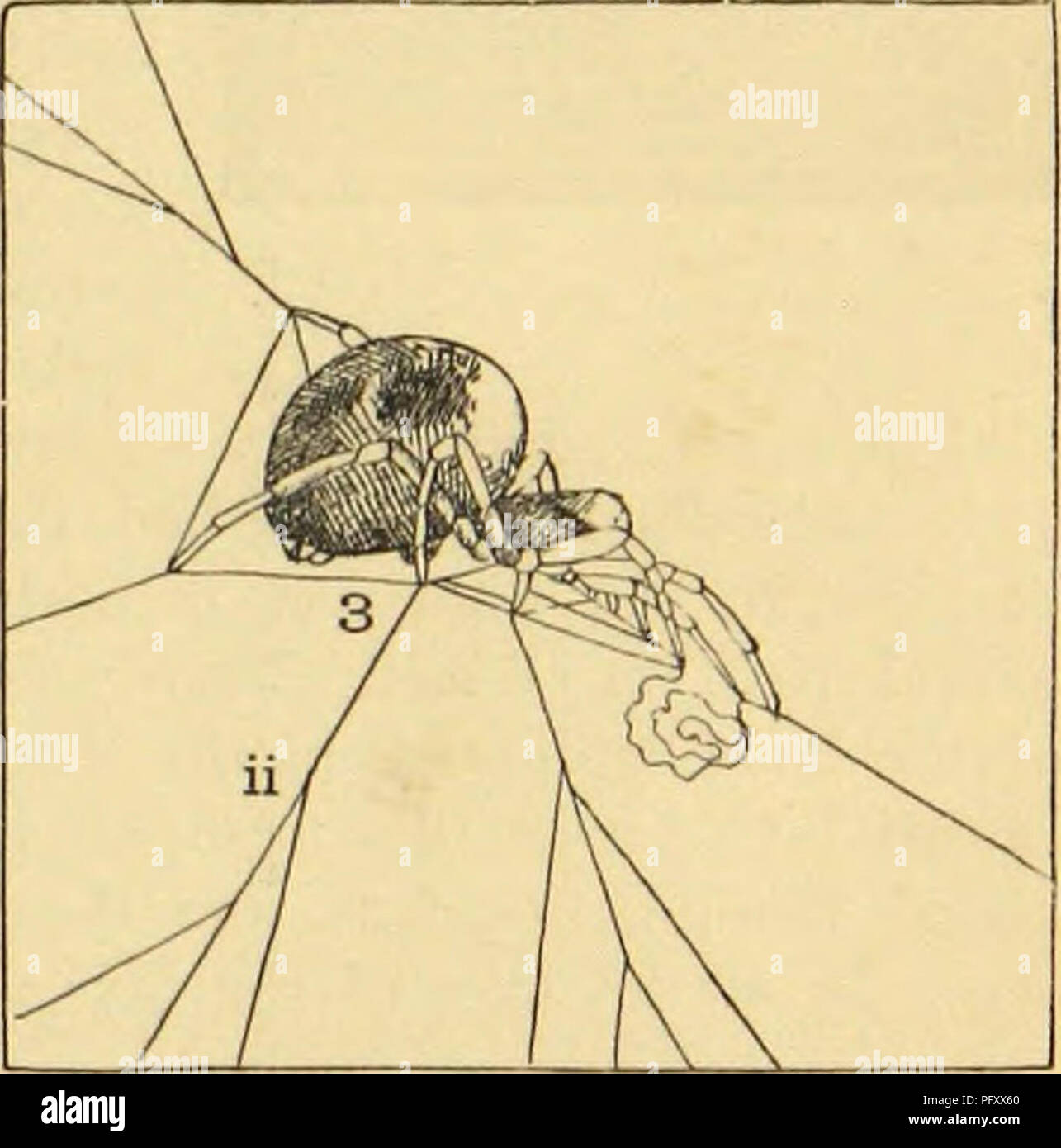 American spiders and their spinning work. A natural history of the