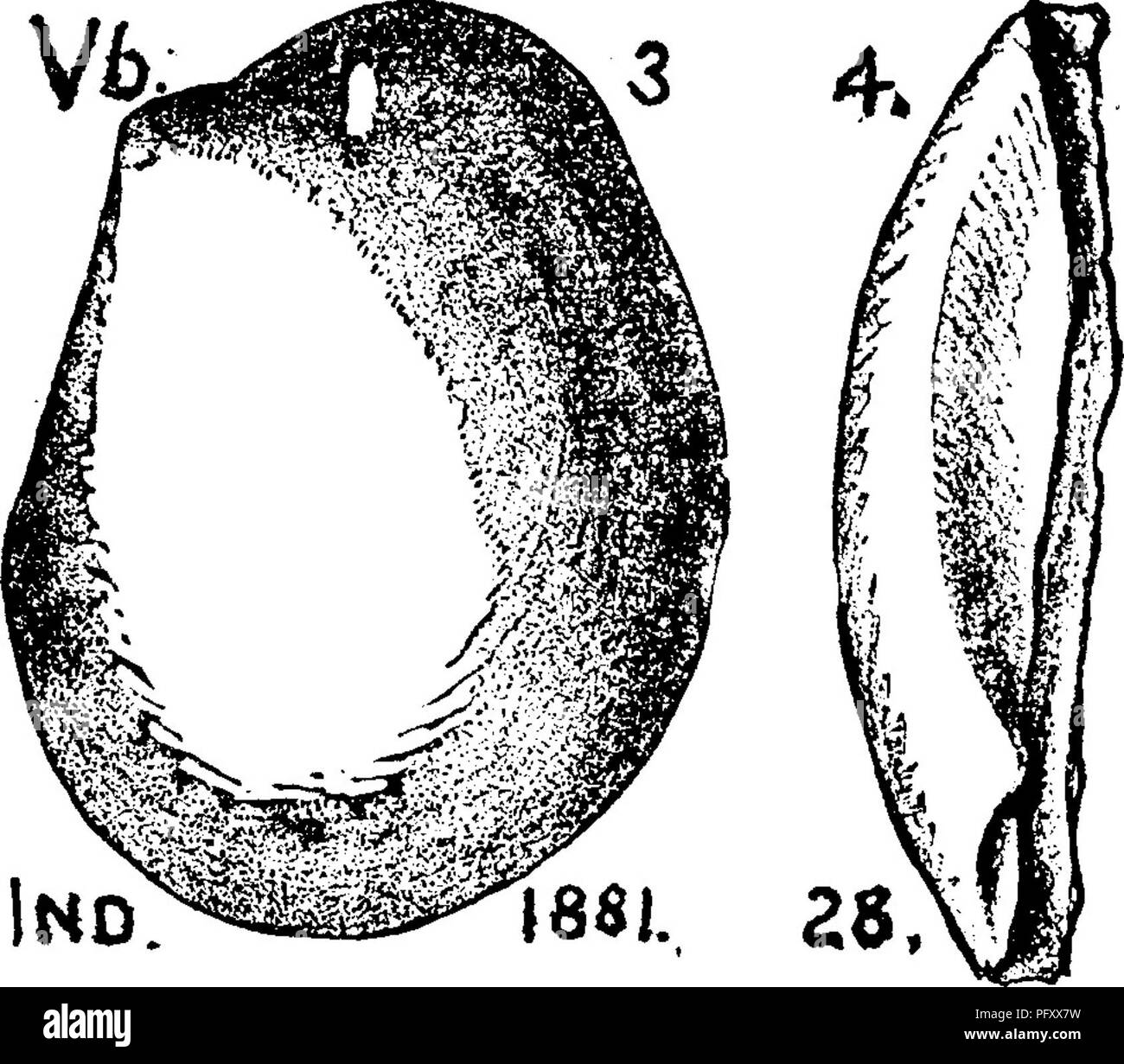 . A dictionary of the fossils of Pennsylvania and neighboring states named in the reports and catalogues of the survey ... Paleontology. Modilopsis nasuta. (Cypricardites modiolaris and nasutus. Emmons, page 403, fig. 112, 4, Loraine {Hudson river) forma- tion^ (Conrad, Ann. Et. N. Y. 1841.) Like Pterinea carinata it occurs only in this formation, and is never seen in the Tren- ton or Utica (Emmons).—///5. Modiolopsis nais, Billings. Geology of Canada, 1863, p. 143, fig. 81 a {See under M, maia above) right valve; b dorsal view. Trenton group II c. Modiolopsis perlatus, Hall, 28th Kt. N. Y. Mu Stock Photo