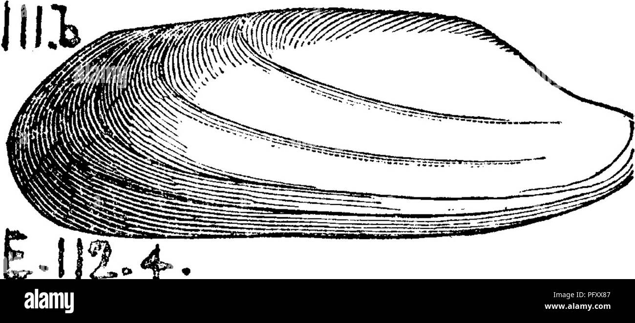 . A dictionary of the fossils of Pennsylvania and neighboring states named in the reports and catalogues of the survey ... Paleontology. Mow. 410 112.. Modilopsis nasuta. (Cypricardites modiolaris and nasutus. Emmons, page 403, fig. 112, 4, Loraine {Hudson river) forma- tion^ (Conrad, Ann. Et. N. Y. 1841.) Like Pterinea carinata it occurs only in this formation, and is never seen in the Tren- ton or Utica (Emmons).—///5. Modiolopsis nais, Billings. Geology of Canada, 1863, p. 143, fig. 81 a {See under M, maia above) right valve; b dorsal view. Trenton group II c. Modiolopsis perlatus, Hall, 28 Stock Photo
