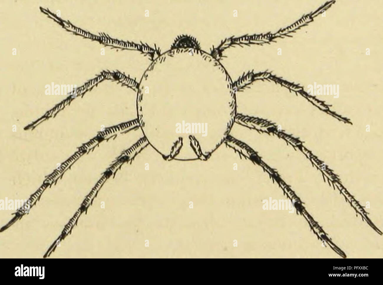 American spiders and their spinning work. A natural history of the